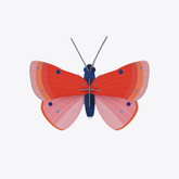 Speckled Copper Butterfly