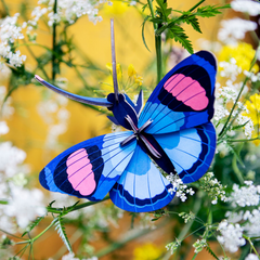 Peacock Butterfly