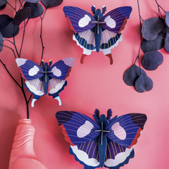Swallowtail Butterflies